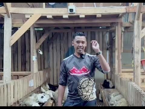Sapi Bersama Nusantara