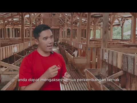 Penitipan Peternakan SBN